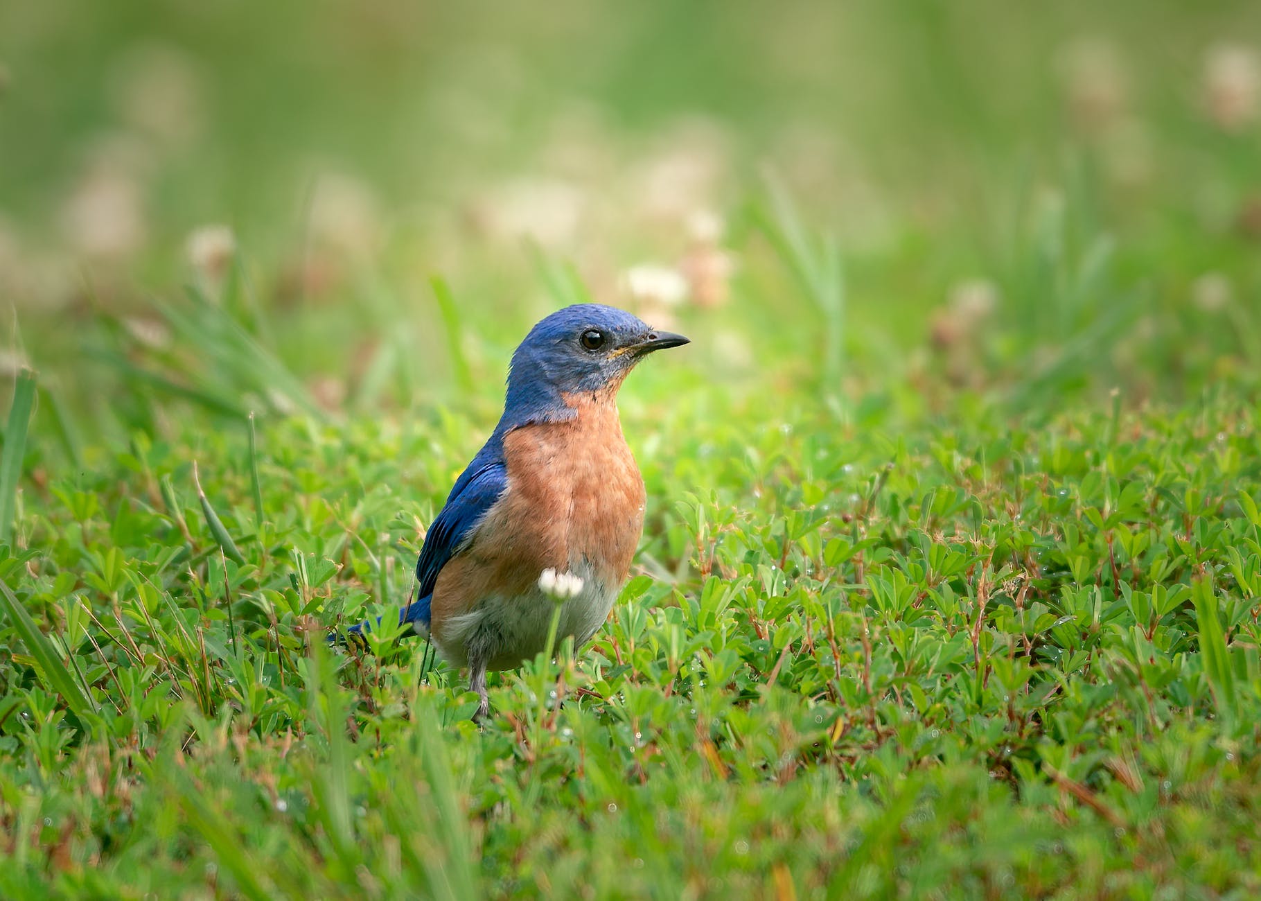 pexels-photo-7177228 - The Paris Post close up shot of a bluebird on the grass | Charles Bukowski poems: Bluebird is about sad, love and sex.