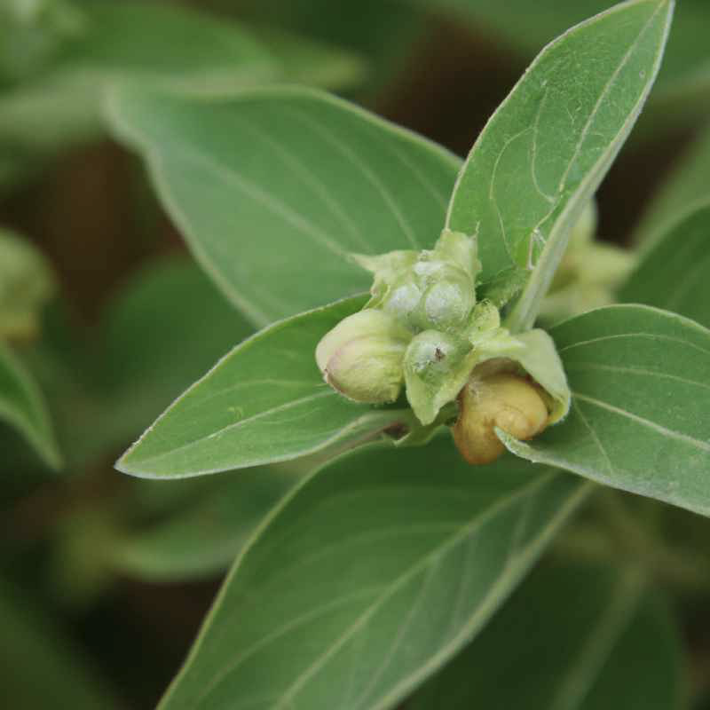 image - The Paris Post Ashwagandha for women: Ashwagandha plant benefits: Ashwagandha is a powerful herb that offers a range of health benefits for women. It can help reduce stress and anxiety, improve reproductive health, enhance brain function, boost energy and endurance, and promote healthy skin and hair. These benefits make Ashwagandha an excellent natural remedy for women who are looking to improve their overall health and wellbeing.