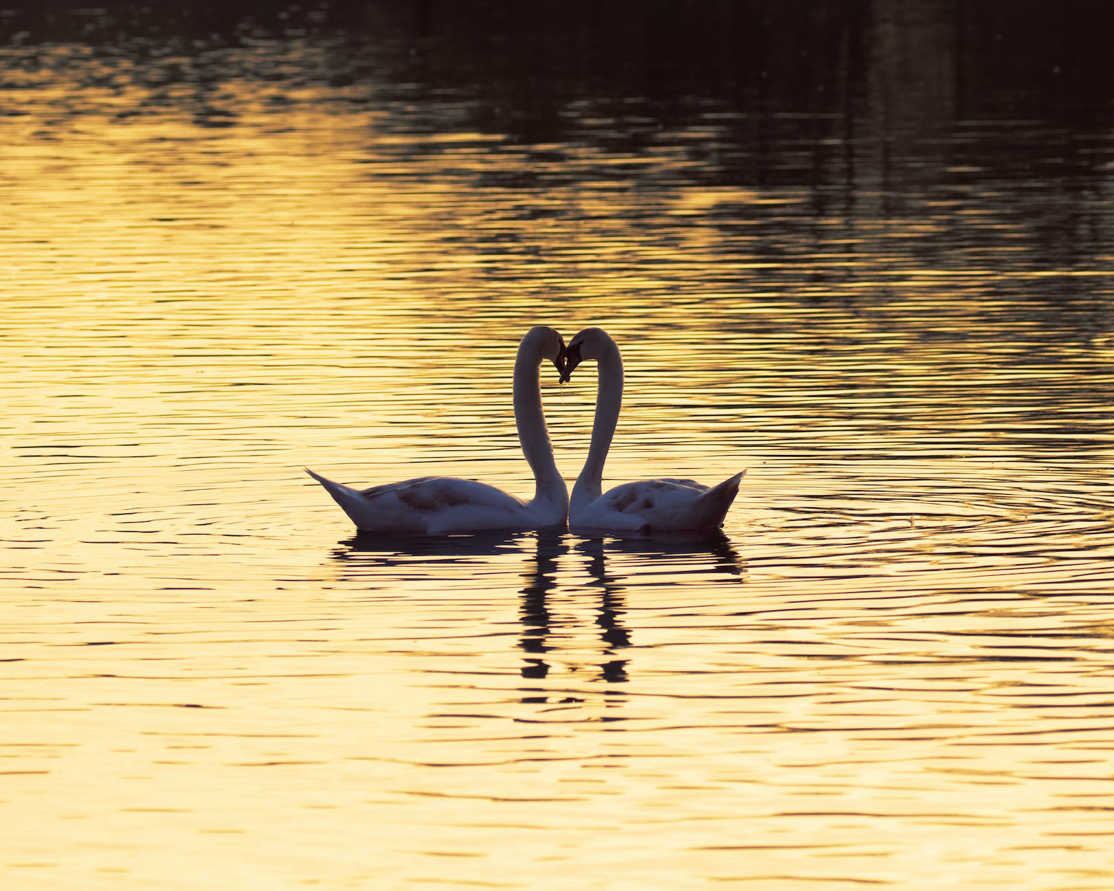pexels-photo-12656914 - The Paris Post mute swan on lake with heart shaped Bluebird poem Charles Bukowski