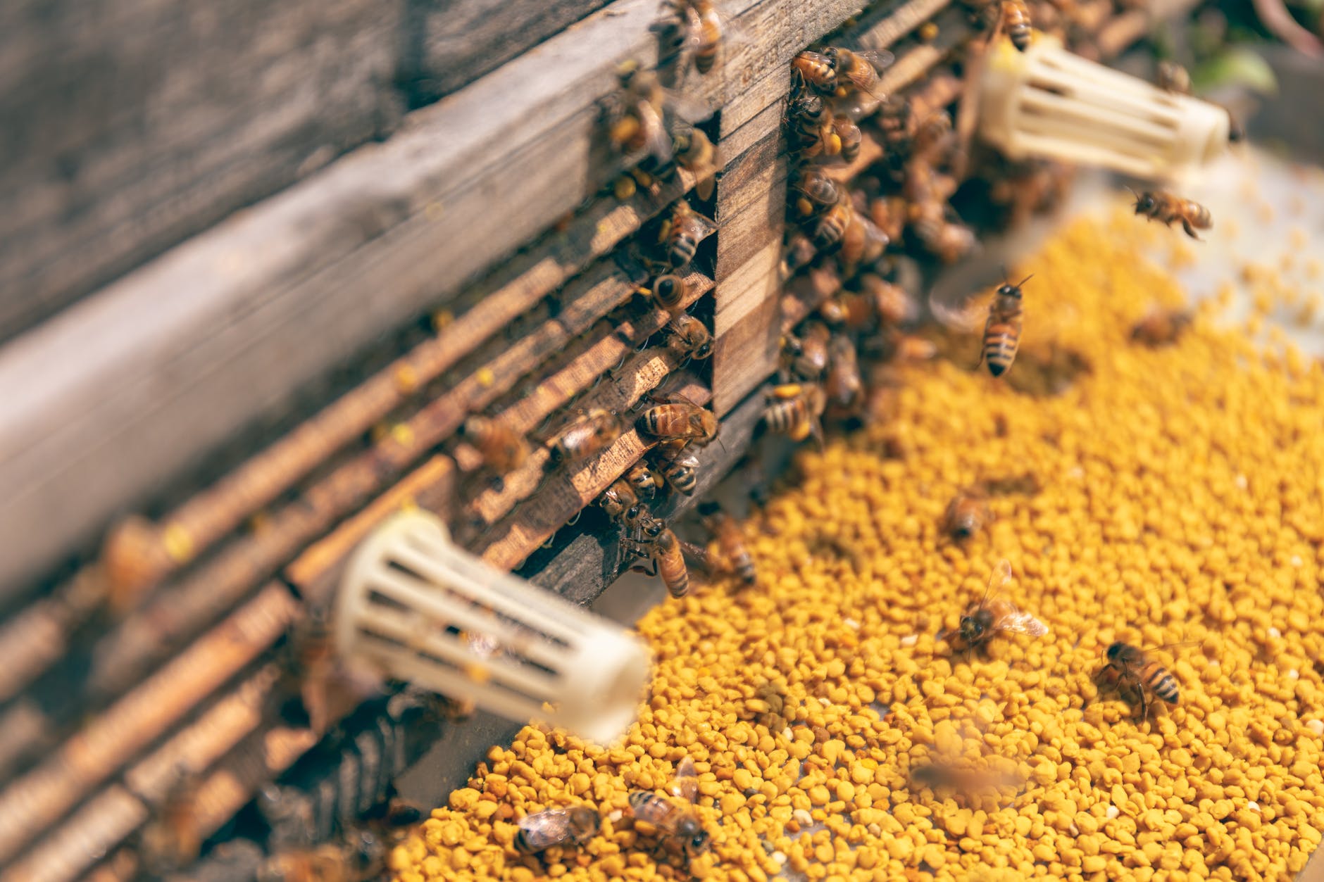 Beehive removal in society