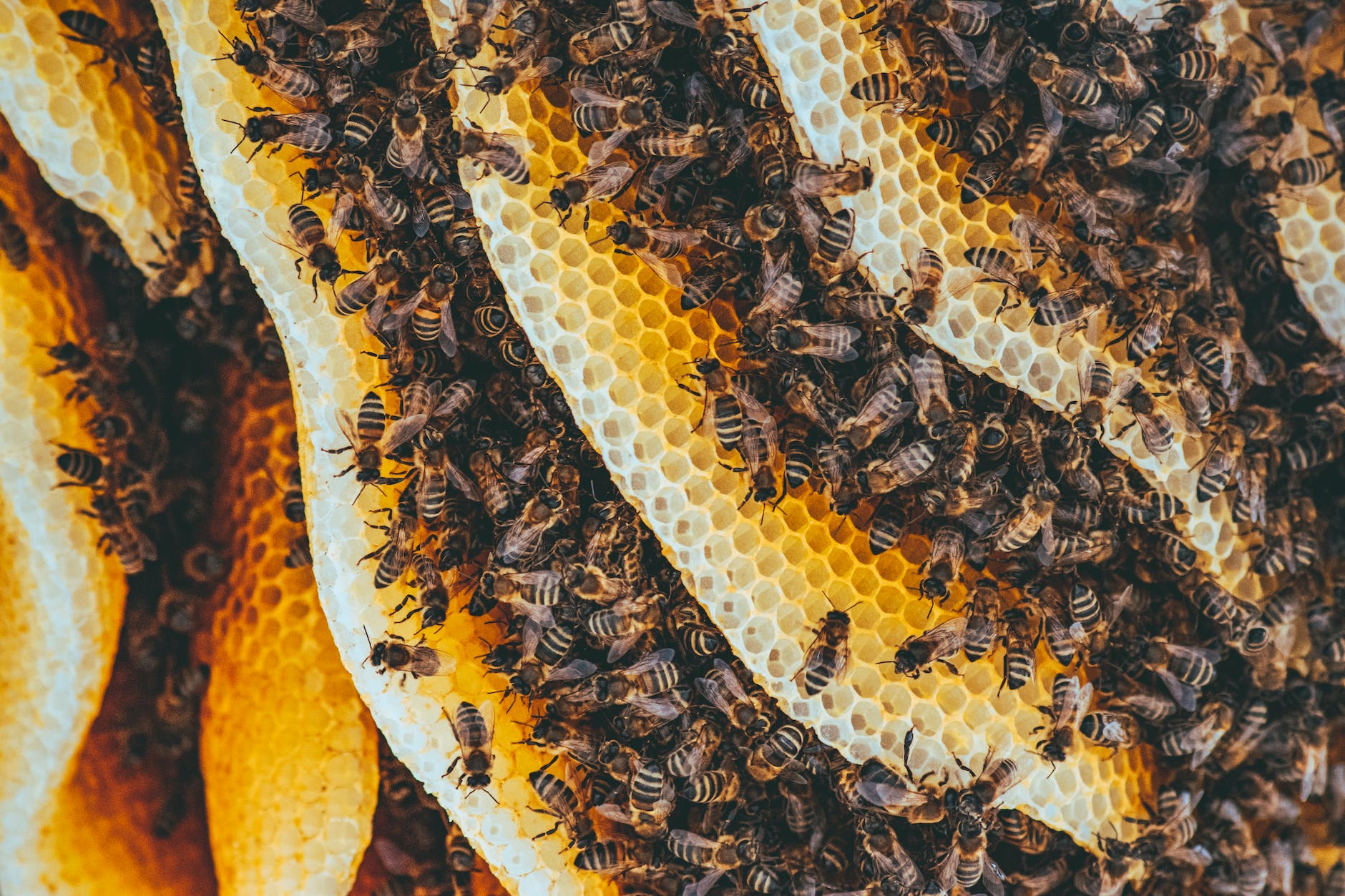 pexels-photo-3194327 - The Paris Post yellow and black bees on brown and black textile | Beehive removal in society: Reasons why it is important
