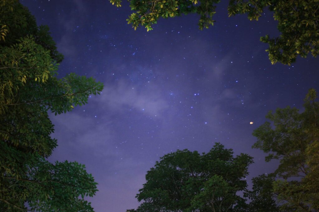 pexels-photo-1624881 - The Paris Post low angle photography of trees under stars at night