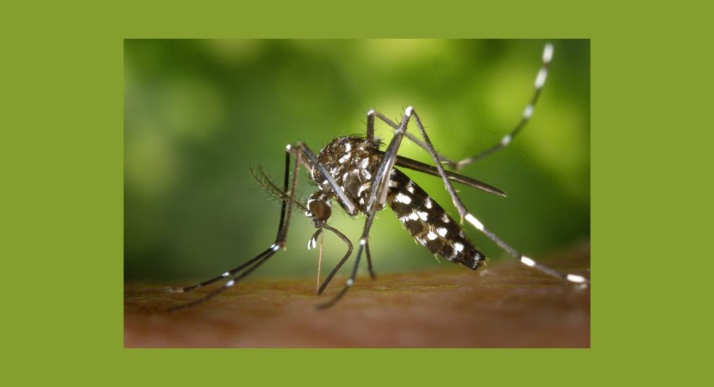 cva-ms-1 - The Paris Post Beyond the Bite: recommended Financial Survival Tips for Dengue Fever