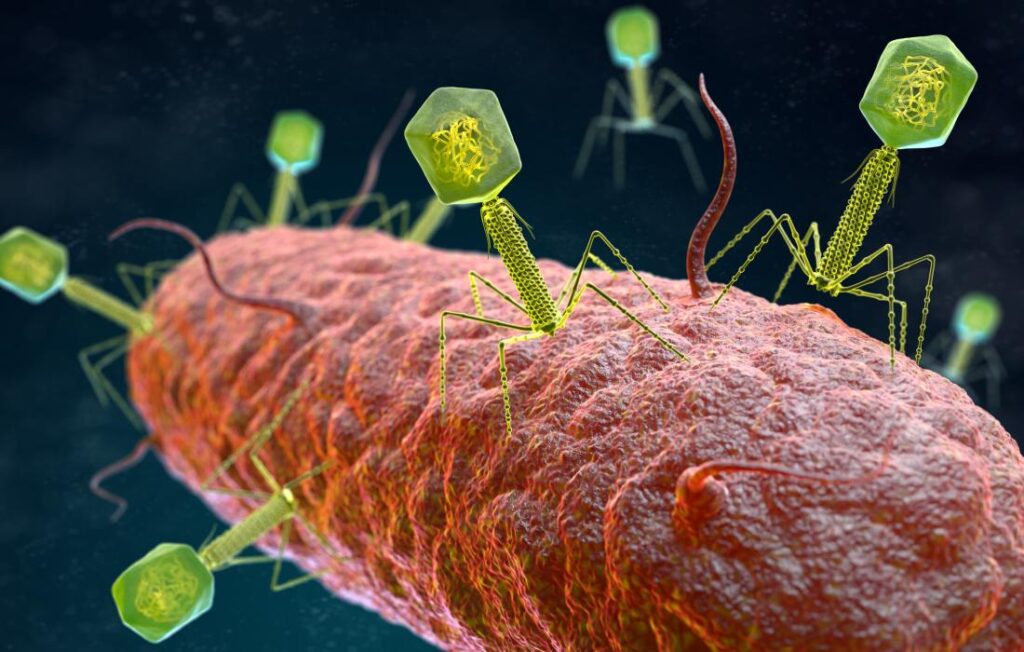 bacteriophages-infecting-a-bacterium-1024x652 - The Paris Post