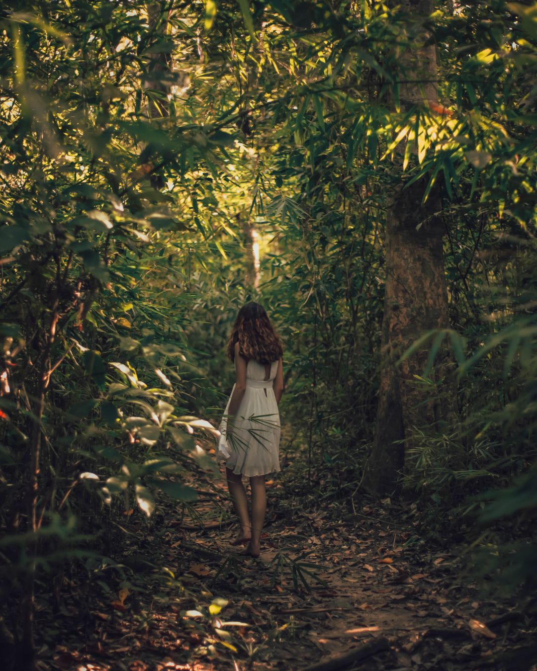 poem-the-woods-and-the-connection - The Paris Post The Woods continue finding peace and escape and the connection reflecting on severed connections and the unexpected solace found in embracing one's own company after a long period of disconnection.