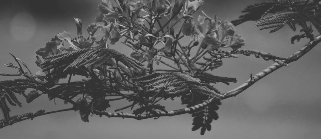 A heartfelt poem exploring the dual nature of a window—daytime friendship and nighttime fear. “I Look at the Same Window Twice” captures the beauty of gulmohar blossoms, haunting shadows, and the fragile line between comfort and dread.