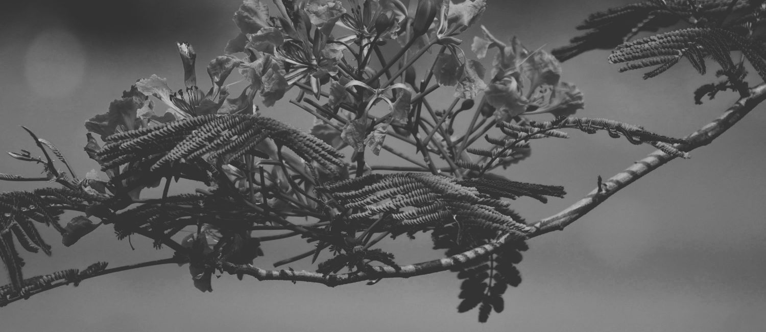 A heartfelt poem exploring the dual nature of a window—daytime friendship and nighttime fear. “I Look at the Same Window Twice” captures the beauty of gulmohar blossoms, haunting shadows, and the fragile line between comfort and dread.