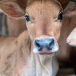 little-bob-heartbreaking-short-story-of-freedom-friendship-fate-ranch - The Paris Post Read the poignant short story of Bob, a ranch-born calf whose innocent bond with a young boy is shattered by the harsh realities of ranch life. A powerful tale about freedom, exploitation, and the emotional cost of being born into a world controlled by humans.