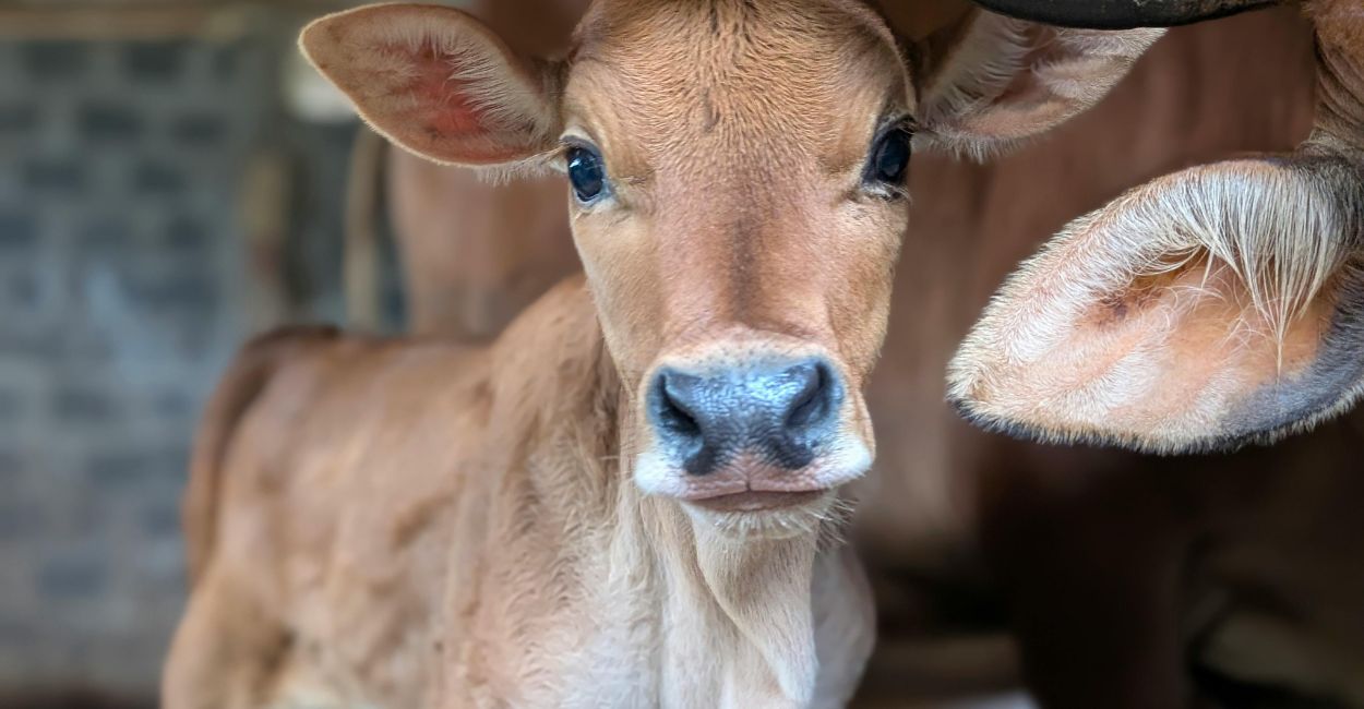 little-bob-heartbreaking-short-story-of-freedom-friendship-fate-ranch - The Paris Post Read the poignant short story of Bob, a ranch-born calf whose innocent bond with a young boy is shattered by the harsh realities of ranch life. A powerful tale about freedom, exploitation, and the emotional cost of being born into a world controlled by humans.